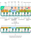 Children's Multifunctional Fun Animal Music Game Carpet